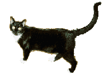 a-cat11.gif