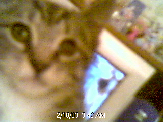 computerkitty.jpg