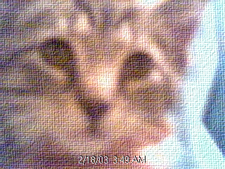 copyofkittycut1.jpg
