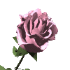pinkrose_md_clr.gif